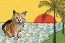 Album cover - Crazy for You, by Best Coast. Photo / Supplied Album cover - Crazy for You, by Best Coast. Photo / Supplied