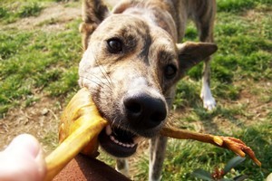 In his new book 'Some We Love, Some We Hate, Some We Eat', psychologist Hal Herzog tackles the history of keeping animals in our homes, and attempts to explain why we like and loathe certain creatures. Photo / Thinkstock