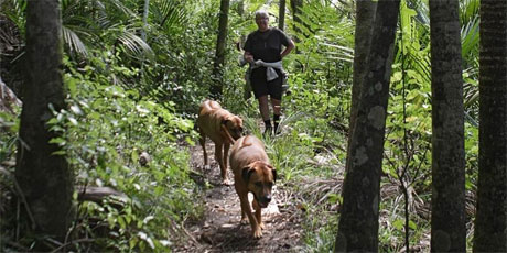 Piha offers walking tracks through native bush. Photo / Bruce Nicholson Piha offers walking tracks through native bush. Photo / Bruce Nicholson