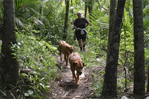 Piha offers walking tracks through native bush. Photo / Bruce Nicholson
