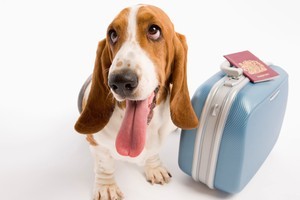 Travelling pets aren't likely to be cleared by customs quickly. Photo / Thinkstock