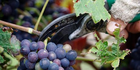 Pinot noir grapes being harvested. More than a third of the entries in this year's Air New Zealand Wine Awards are in the pinot noir class. File photo / Sarah Ivey Pinot noir grapes being harvested. More than a third of the entries in this year's Air New Zealand Wine Awards are in the pinot noir class. File photo / Sarah Ivey