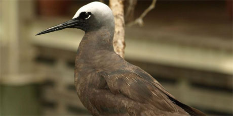 Hundreds of noddies flock to the island during breeding season. Photo / Pamela Wade Hundreds of noddies flock to the island during breeding season. Photo / Pamela Wade