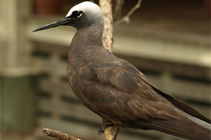 Hundreds of noddies flock to the island during breeding season. Photo / Pamela Wade