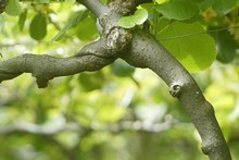 A kiwifruit vine. File photo / Alan Gibson A kiwifruit vine. File photo / Alan Gibson