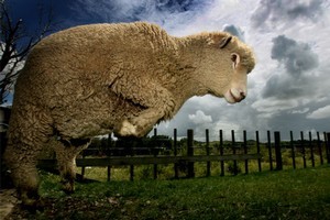 NZ farmers are unlikely to be included in the emissions trading scheme in 2015. Photo / Kenny Rodger