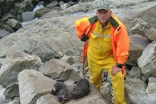 South Marlborough biodiversity manager Phil Bradfield with two of the seals. Photo / Supplied South Marlborough biodiversity manager Phil Bradfield with two of the seals. Photo / Supplied