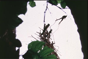 Witness the naghol (land diving) custom at the island of Pentecost, Vanuatu. Photo / Air Vanuatu