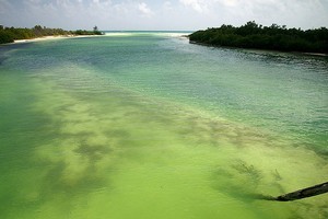 The Sian Ka'an Biosphere Reserve on the Yucatan Peninsula is a Noah's Ark of southern Mexico's flora and fauna. Photo / Wikimedia Commons image by Tim Gage