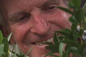 Ted Wilson wants more people to visit Browns Island or Motukorea, and enjoy the trees. Photo / Richard Robinson