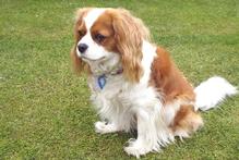 Archie, Garth George's Cavalier King Charles spaniel, is a loving companion. Photo / Supplied Archie, Garth George's Cavalier King Charles spaniel, is a loving companion. Photo / Supplied
