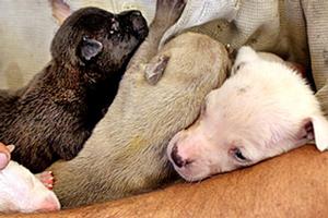 There have been recent high-profile cases of cruelty to animals. Photo / Natalie Slade