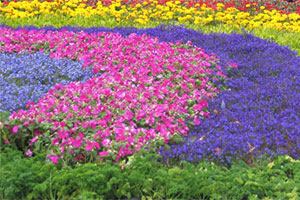 The Christchurch Festival of Flowers runs from February 19 until March 14. Photo / Bay of Plenty Times