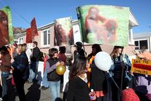 Cadbury's use of palm oil in chocolate drew vocal protests. Photo / Otago Daily Times Cadbury's use of palm oil in chocolate drew vocal protests. Photo / Otago Daily Times