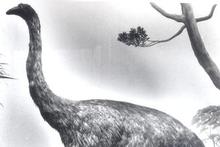 New research shows male moa were heavily outnumbered by bullying females. Picture / Supplied New research shows male moa were heavily outnumbered by bullying females. Picture / Supplied