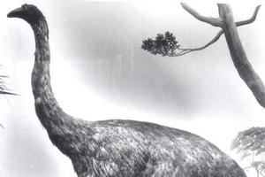 New research shows male moa were heavily outnumbered by bullying females. Picture / Supplied