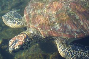 The green turtles at the Satoalepai wetlands eventually get released into the ocean. Photo / Angela Gregory