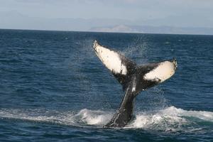 Humpback whales are being targeted in research over dwindling herring stocks. Photo / DOC