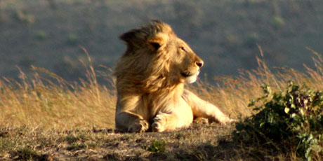 The Masai Mara's wildlife is being threatened by an explosion of camps and lodges in the area, many of which are operating illegally, according to a Kenyan government audit. Photo / Vinay Gupta