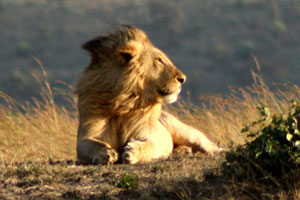 The Masai Mara's wildlife is being threatened by an explosion of camps and lodges in the area, many of which are operating illegally, according to a Kenyan government audit. Photo / Vinay Gupta