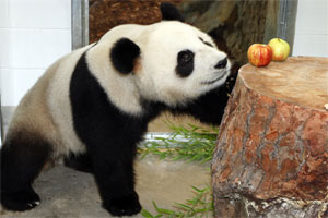 Funi has settled into her enclosure well since arriving at Adelaide Zoo just before Christmas. Photo / Bryan Charlton