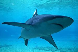 A Bronze Whaler shark