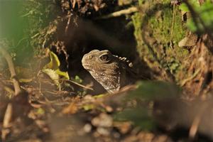 Tuatara at Karori Sanctuary. Photo / Zealandia/Karori Sanctuary Trust