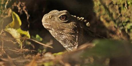 Tuatara at Karori Sanctuary. Photo / Zealandia/Karori Sanctuary Trust