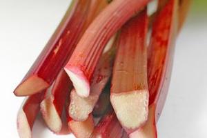 Rhubarb plants. Photo / Martin Sykes