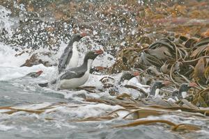 Snares crested penguins leap ashore on The Snares, a group of islands protected from human intrusion. Photo / Jim Eagles