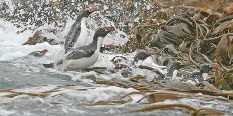 Snares crested penguins leap ashore on The Snares, a group of islands protected from human intrusion. Photo / Jim Eagles