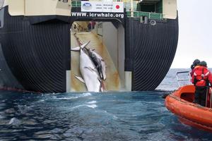 Australia warns it will go to the International Court of Justice if Japan does not stop whaling. Photo / AP