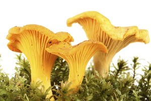 Finding chanterelles in his early years lead to a lucrative life-long obsession for Eric Schramm. Photo / Thinkstock