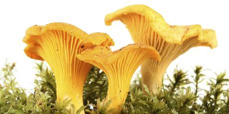 Finding chanterelles in his early years lead to a lucrative life-long obsession for Eric Schramm. Photo / Thinkstock