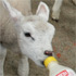 Feeding lambs in SheepWorld. Photo / Supplied