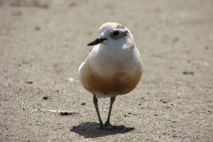 The endangered NZ dotterel. Photo / Forest & Bird