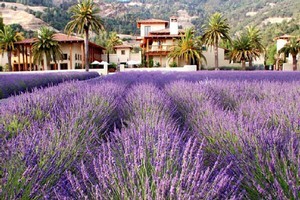 The Ceago Vinegarden, Mendocino, is a great place to spend some time. Photo / www.ceago.com