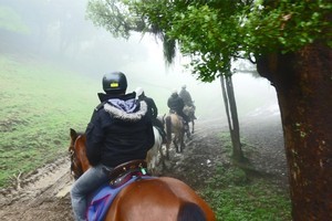 Horse trekking through the area. Photo / Supplied