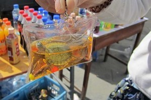 One of the key rings containing a live Brazil turtle. Photo / Supplied