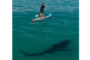 Chris Fallows paddled out to meet the 4-metre great white shark to show that the feared ocean giant is no threat to people in the sea. Photo / HGM-Press
