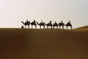 Tourists take a sunrise camel ride. Photo / Kirsty Dermer