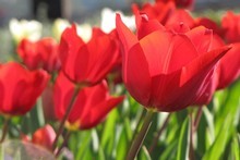 Springtime tulips will be a welcome sight after a bleak winter. Photo / Bay of Plenty Times 