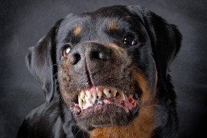 Author Shelley Bridgeman says the recent spate of dog attacks on children carries warning for parents to remain vigilant in making sure their kids are out of harms way. Photo / Thinkstock