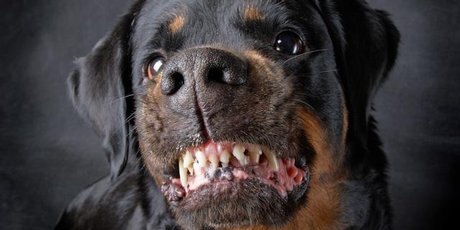 The recent spate of dog attacks on children carries warning for parents to remain vigilant in making sure their kids are out of harm's way. Photo / Thinkstock The recent spate of dog attacks on children carries warning for parents to remain vigilant in making sure their kids are out of harm's way. Photo / Thinkstock