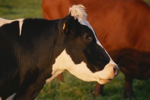 The full power of cow's milk has only recently been discovered. Photo / Thinkstock