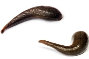 A new kind of leech that makes these ones look cuddly has been discovered in Peru. Photo / Thinkstock