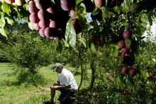 Fruit trees provide an annual harvest and, cleverly planted, other benefits such as shade and privacy. Photo / Dean Purcell