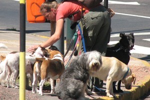 A dog walker - paseaperro - heads to the park with her charges. Photo / Jill Worrall
