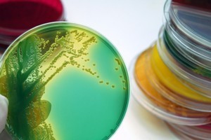 Photo / Thinkstock