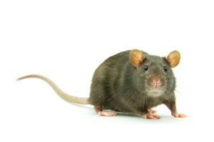 Forget cheese, the ravenous mice are devouring prize pigs. Photo / Thinkstock